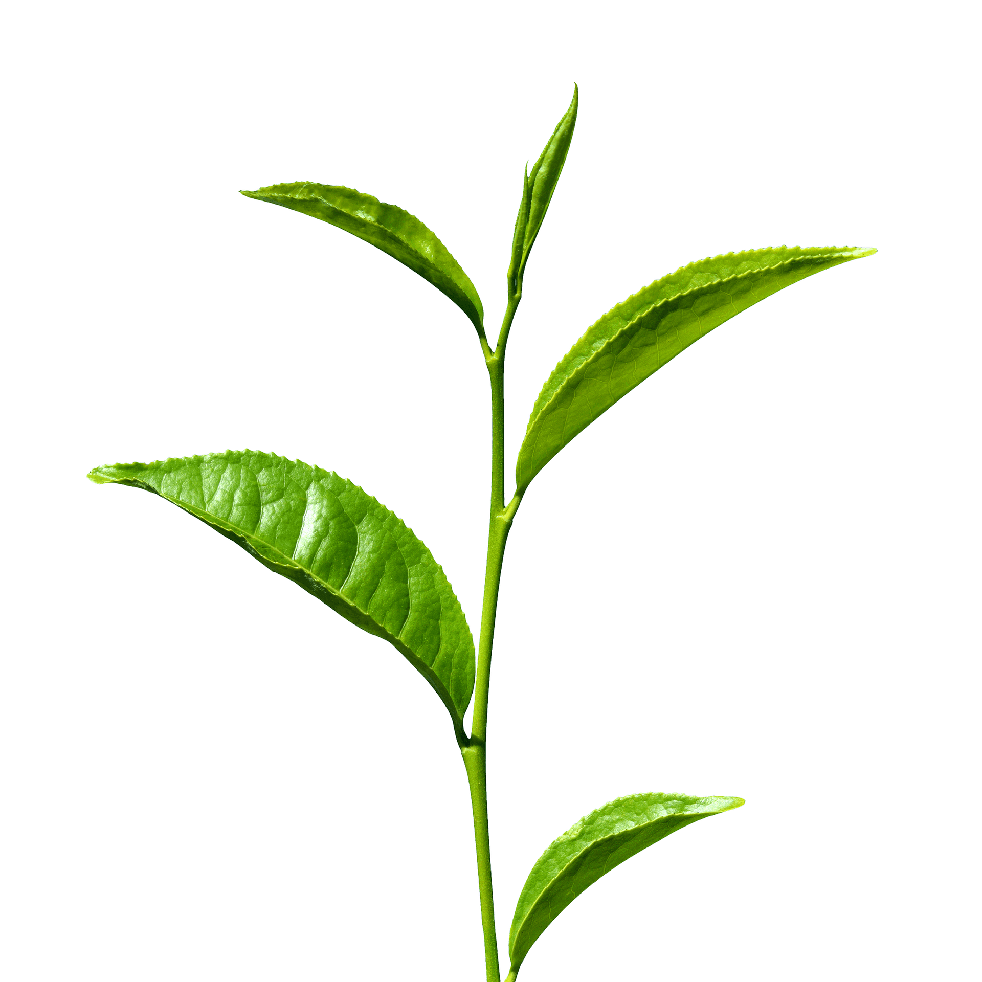 Loose Tea Leaf 1 Loose Tea Leaf